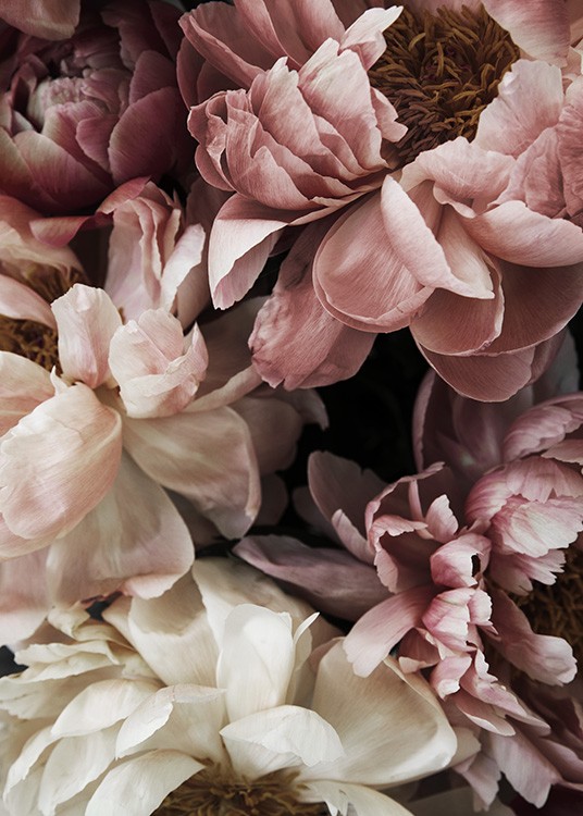  – Photographie florale d’un bouquet de pivoines roses et blanches en pleine floraison