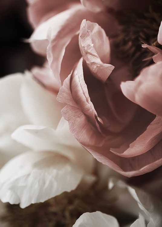  – Photographie en gros plan sur des pivoines blanches et roses en floraison