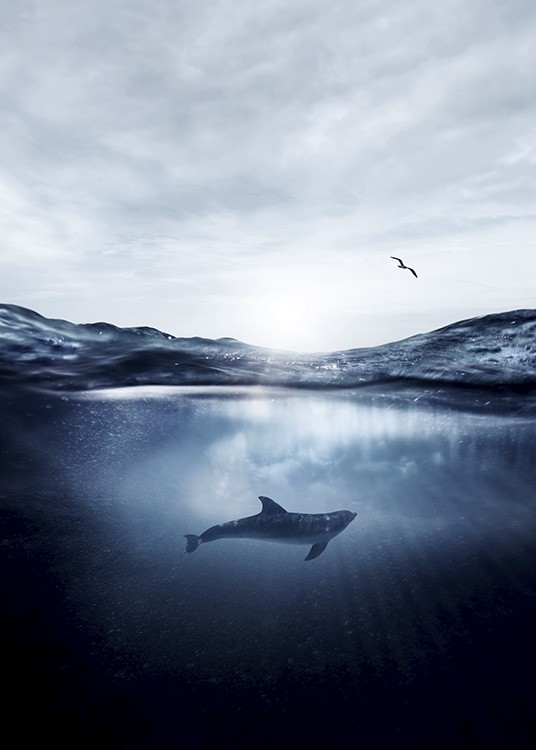 Dolphin Underwater Affiche / Nature chez Desenio AB (11049)