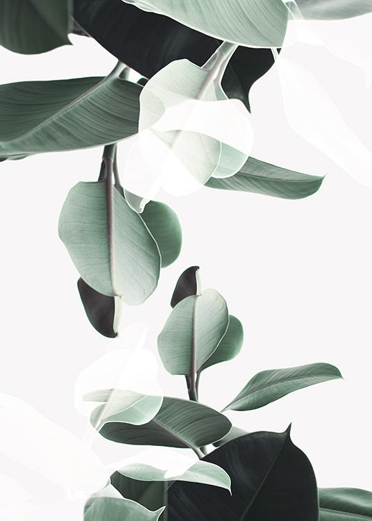  – Poster de plante moderne avec un figuier à caoutchouc en double
