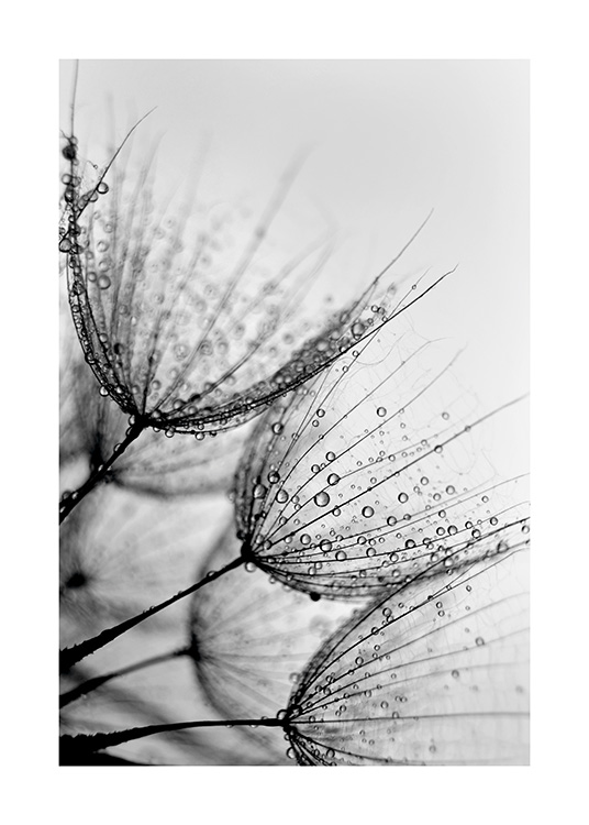 Dandelion Drops Affiche / Noir et blanc chez Desenio AB (11180)