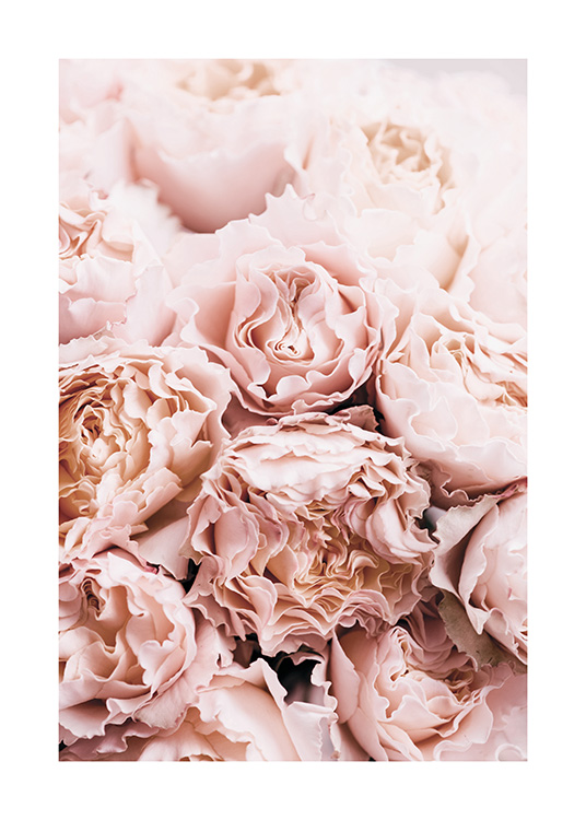 Bouquet of Roses Affiche / Photographie chez Desenio AB (11189)