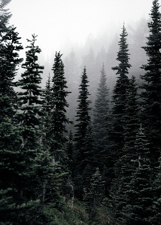  – Poster d'une photo de la nature, avec une forêt de pins brumeuse