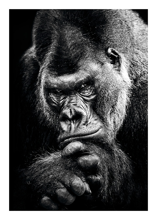Gorilla Affiche / Noir et blanc chez Desenio AB (11255)