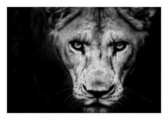 Lioness Close Up Affiche / Noir et blanc chez Desenio AB (11259)