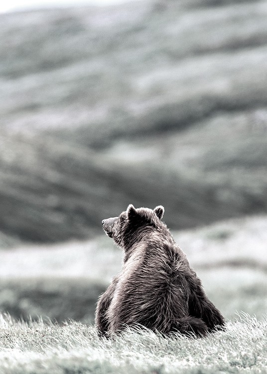 – Affiche d''un ours assis sur l''herbe 