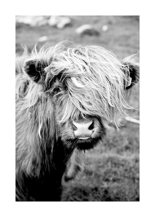 Portrait of Highland Cattle Affiche / Insectes et animaux chez Desenio AB (11485)