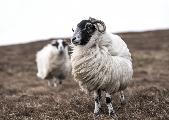 – Photographie de moutons dans un champ aux couleurs beiges 