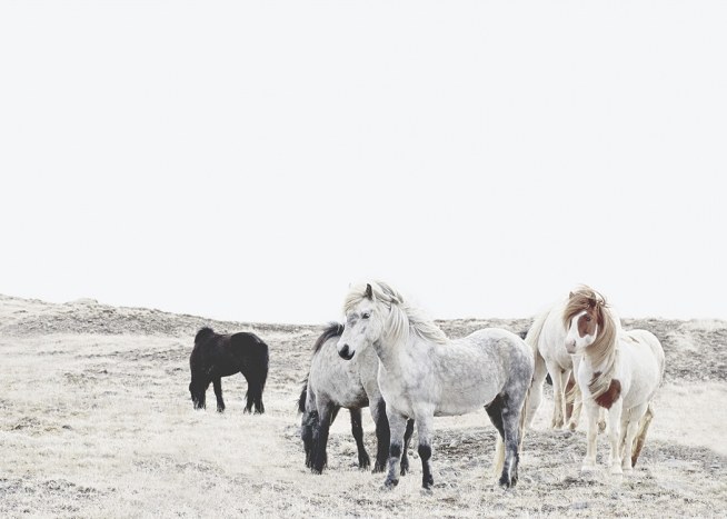 Wild and Free Horses Affiche / Photographie chez Desenio AB (11553)