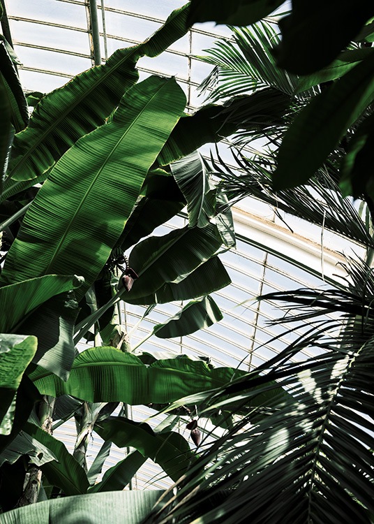 – Affiche de plantes vertes dans une serre photographiée par en dessous.