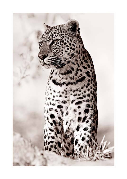 Leopard in the Wild Affiche / Photographie chez Desenio AB (11622)