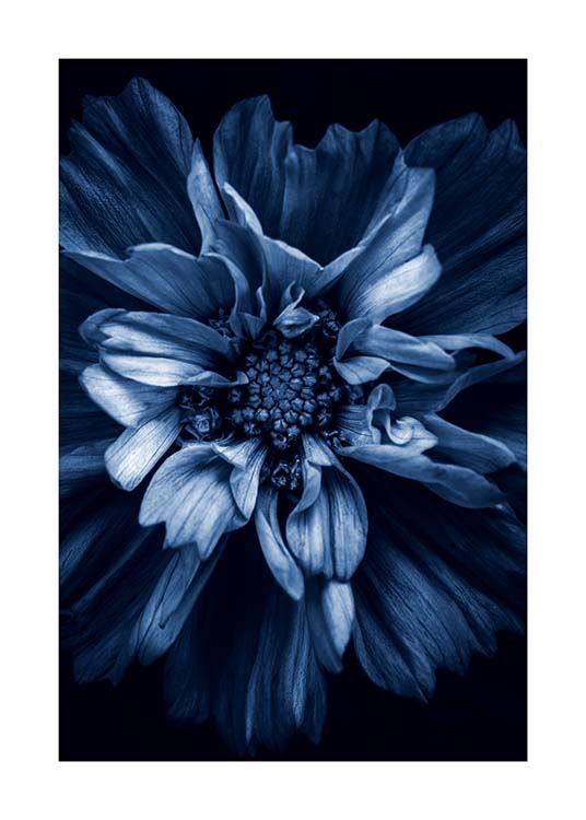 Blue Anemone Affiche / Photographie chez Desenio AB (11663)