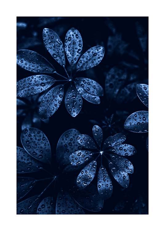 Raindrops on Leaves Affiche / Photographie chez Desenio AB (11664)