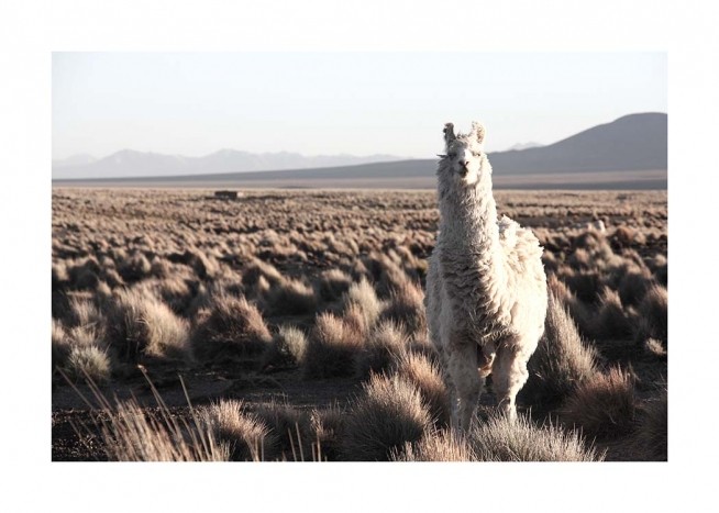Llama on a Grassy Field Affiche / Photographie chez Desenio AB (11667)
