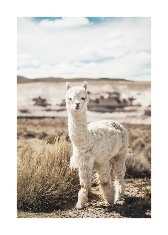 Curious Alpaca Affiche / Photographie chez Desenio AB (11670)