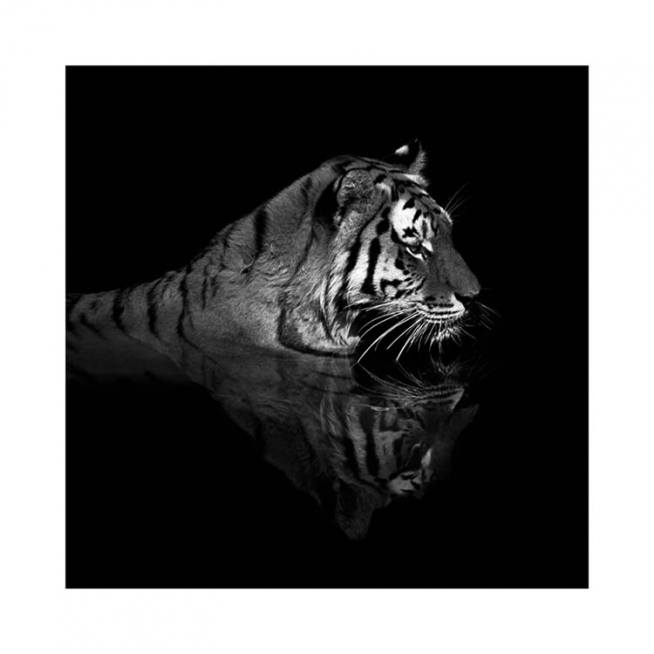 Tiger in Water Affiche / Photographie chez Desenio AB (11688)
