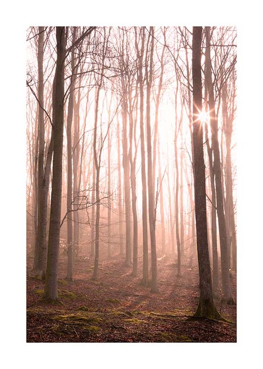 Forest in Fog Affiche / Nature chez Desenio AB (11713)