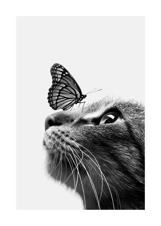 '–Affiche en noir et blanc d''un papillon assis sur un chat.'