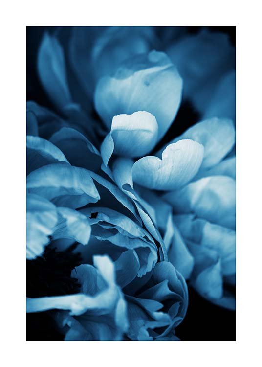 Blue Peony No3 Affiche / Photographie chez Desenio AB (11780)