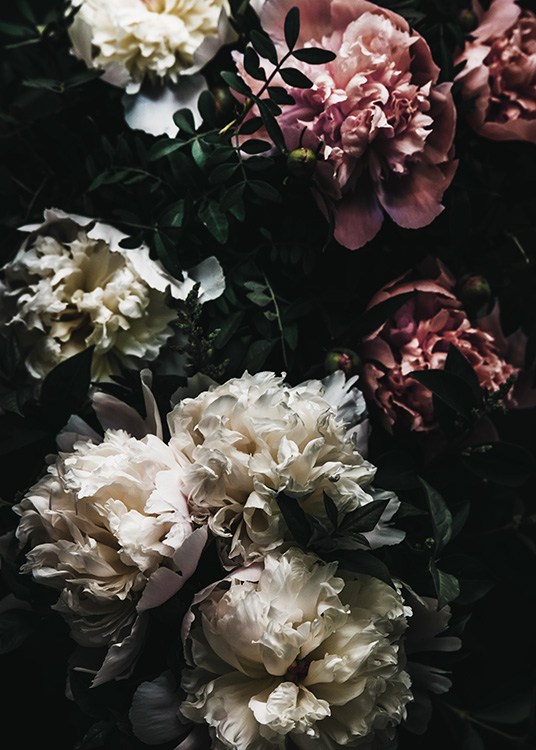 –Photo de pivoines roses et blanches. 