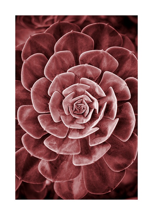 Red Succulent No2 Affiche / Photographie chez Desenio AB (11789)