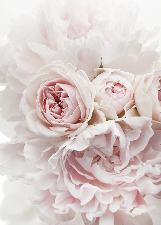  – Photographie d’un bouquet de pivoines et de roses en rose clair