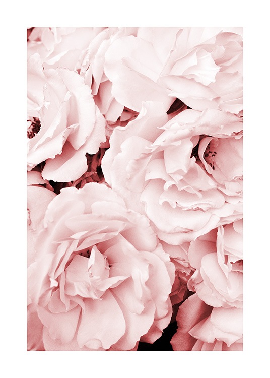 Close Up Pink Roses Affiche / Photographie chez Desenio AB (11793)