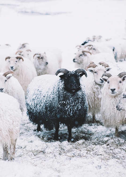 '–Affiche d''un mouton noir au milieu de moutons blancs. '