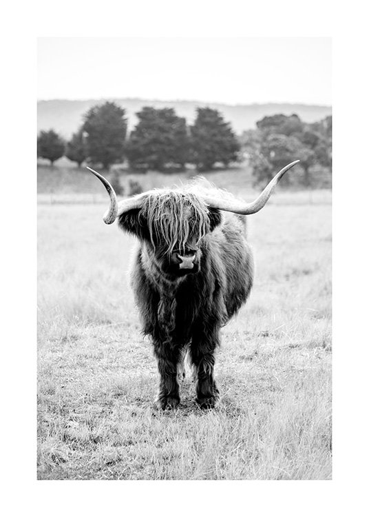 Highland Cattle B&W Affiche / Insectes et animaux chez Desenio AB (11854)