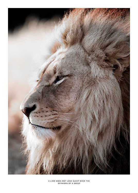 African Lion Affiche / Photographie chez Desenio AB (11857)
