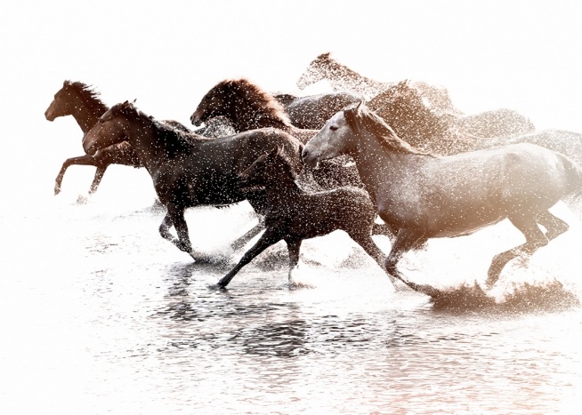 '–Une affiche de chevaux courant dans l''eau. '