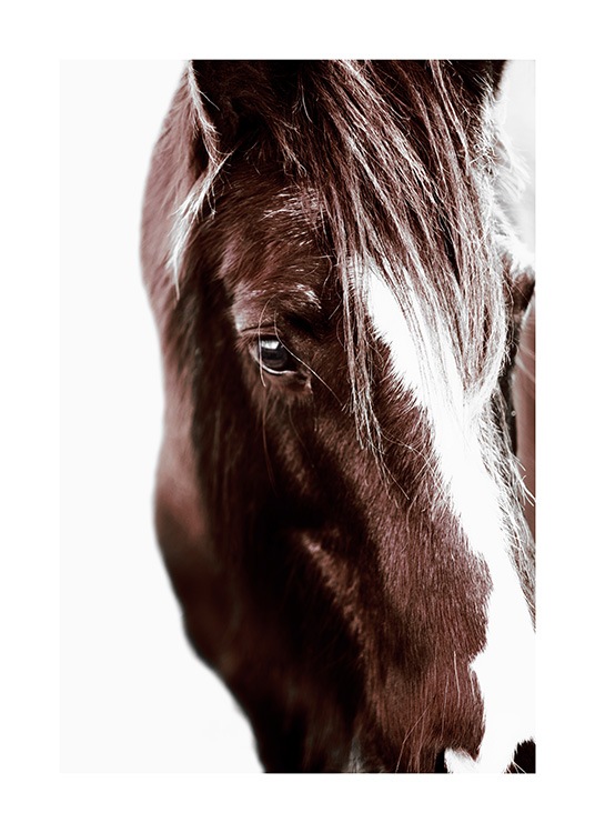 Horse with Blaze Affiche / Photographie chez Desenio AB (11863)