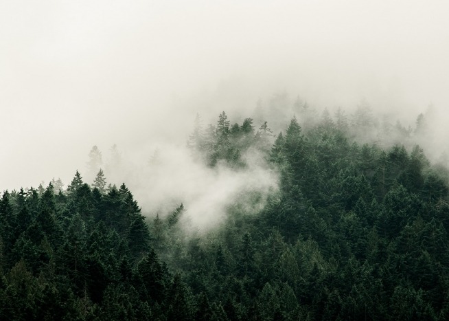 '–Affiche d''une forêt brumeuse photographiée d''en haut. '
