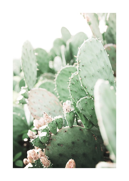 Prickly Pear Cactus Affiche / Photographie chez Desenio AB (11892)