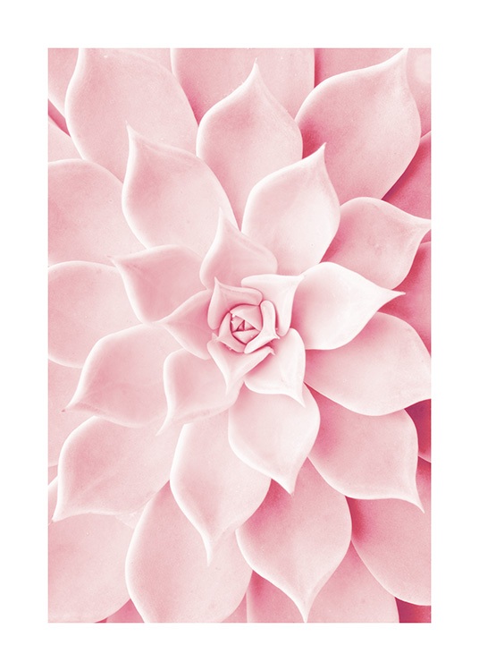 Pink Succulent Affiche / Photographie chez Desenio AB (12021)