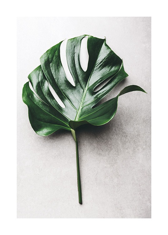 Green Monstera Leaf No1 Affiche / Photographie chez Desenio AB (12050)
