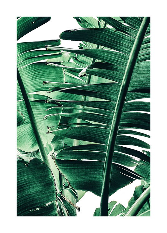 Banana Palm Leaves No1 Affiche / Photographie chez Desenio AB (12052)
