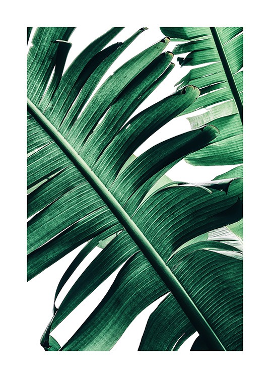 Banana Palm Leaves No2 Affiche / Photographie chez Desenio AB (12053)