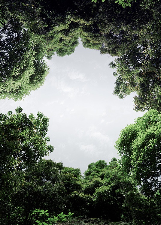 '– Photographie d''arbres formant un cercle avec le ciel traversant. '
