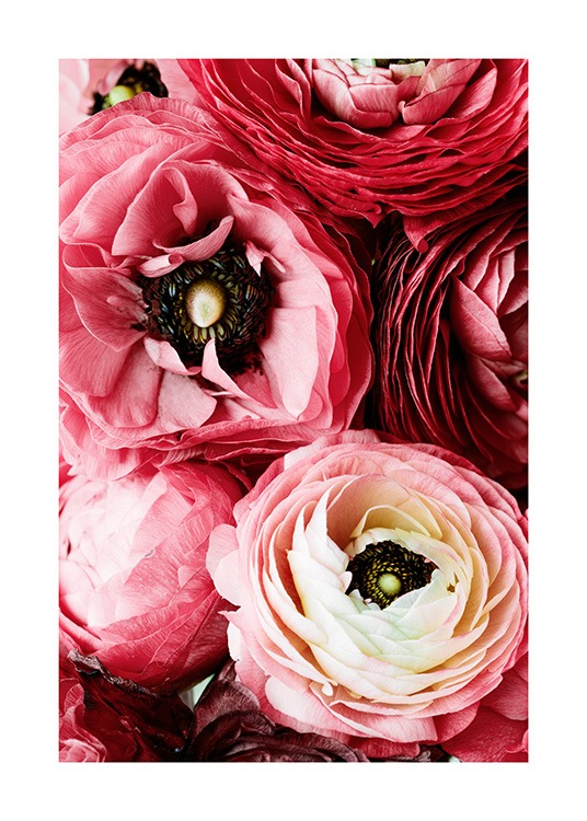Bouquet of Pink Ranunculus Affiche / Photographie chez Desenio AB (12108)