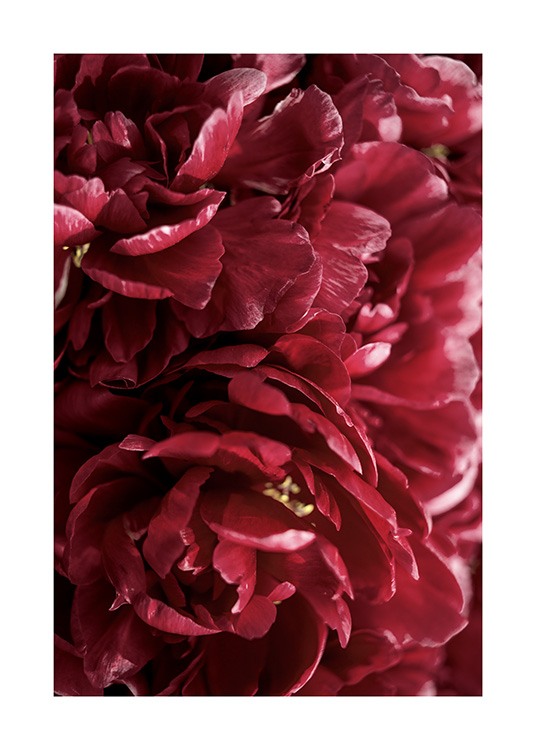 Burgundy Roses Affiche / Photographie chez Desenio AB (12109)