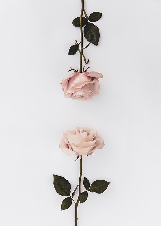 Two Roses Affiche / Botanique chez Desenio AB (12164)