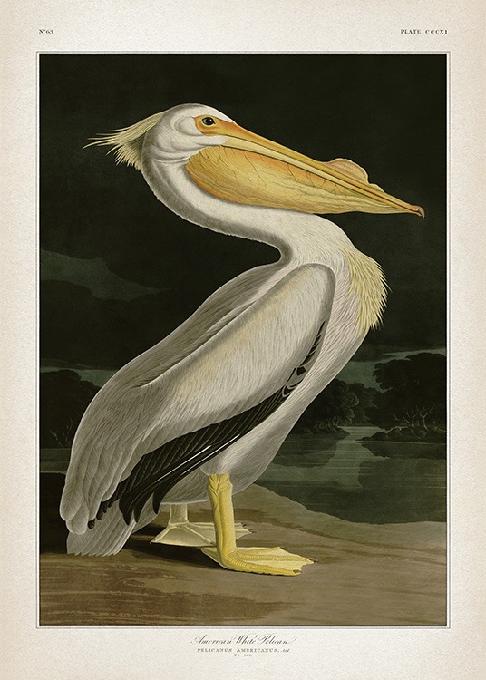 American White Pelican Affiche / Vintage chez Desenio AB (12171)