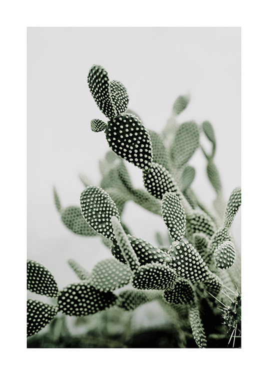 Bunny Ears Cactus Affiche / Photographie chez Desenio AB (12218)