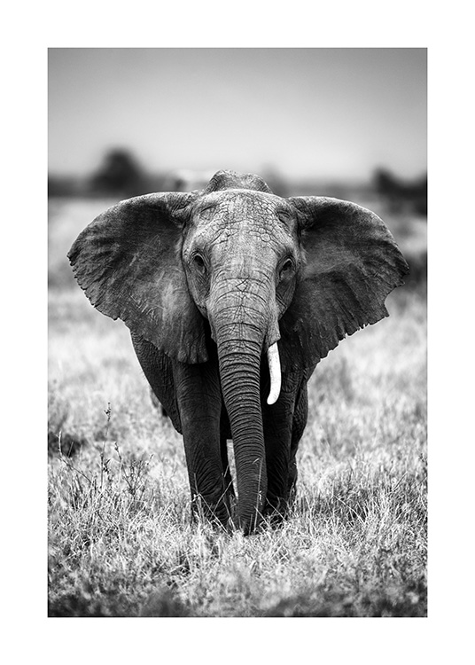 Elephant on the Savanna Affiche / Noir et blanc chez Desenio AB (12301)