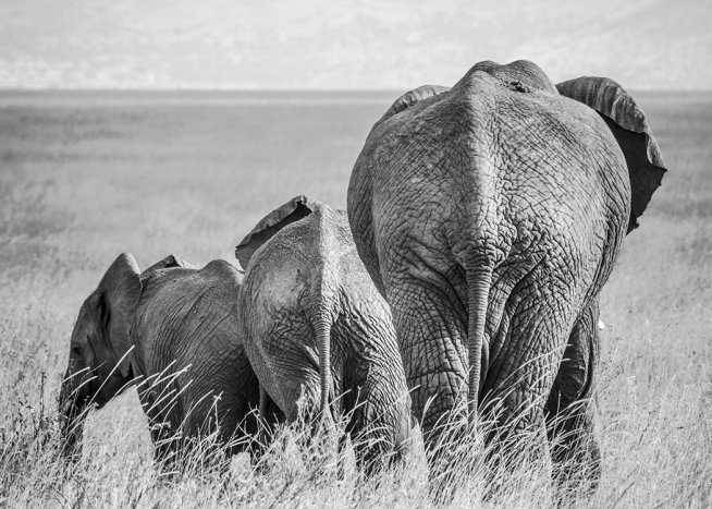Elephant Family Affiche / Noir et blanc chez Desenio AB (12305)