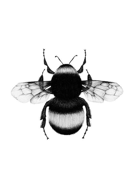 Bumblebee Drawing Affiche / Noir et blanc chez Desenio AB (12309)