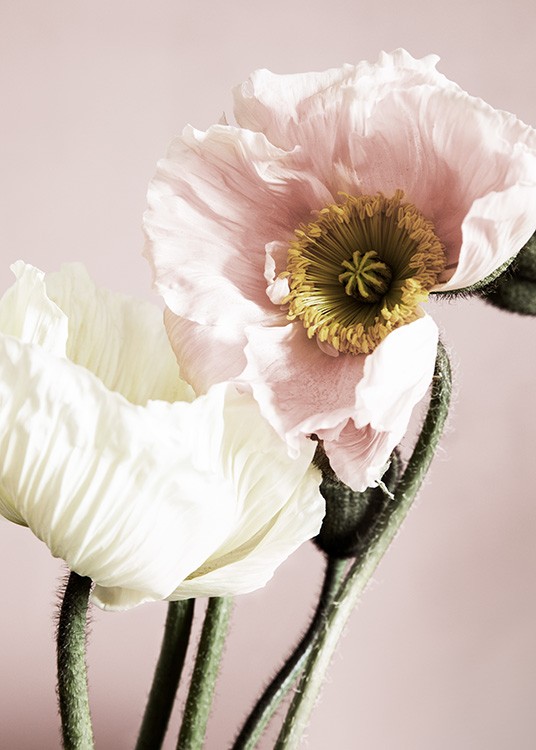 Poppies on Pink Affiche / Photographie chez Desenio AB (12314)