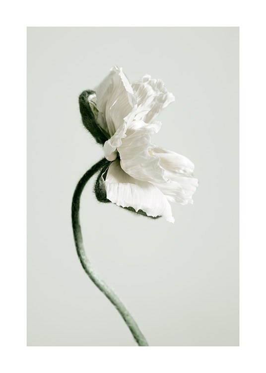 White Poppy Flower Affiche / Photographie chez Desenio AB (12318)