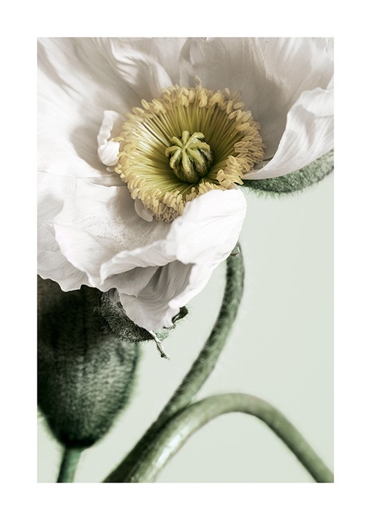 White Poppy Close Up Affiche / Photographie chez Desenio AB (12319)